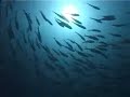 togean Island diving