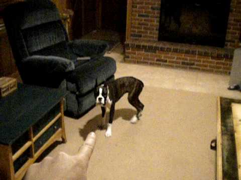 how to train boxer dog