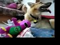Jerry Christmas to Three Legged Dogs Everywhere!
