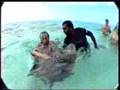 Petting stingrays at Moorea, Tahiti