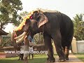 Elephant feeding, Naithilakkavu Bhagavathy temple, Mother Goddess, Thrissur, Kerala
