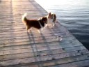 Pothole Sheltie vacation