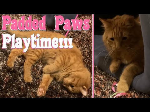 Padded Paws Playtime!