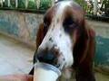 Basset Hound video