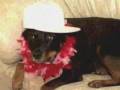 FUNNY DOG FIGHT WITH GIRLFRIEND & CAT GETTING CHEATED ON...BUSTED