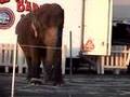 Ringling Bros. Circus Deprives Elephants of Life