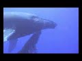 diving with whale and calf diving with whale and calf