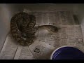 Snake Room Tour
