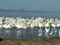 Feast of the American White Pelicans on Lake Chapala, Mexico