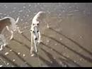 Bubby and Bosco see the beach
