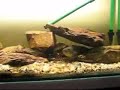 murray cod murray cod