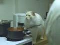 Ameriquest Advert - Cat Murderer