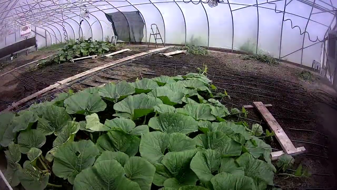 6 Week Giant Pumpkin Plant Time Lapse