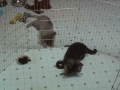 ISSR Shiloh Shepherd pups on webcam - B