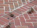 sparrow soccer