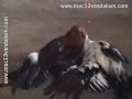 maltrato animal