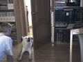 siberian husky howling 2 siberian husky howling 2
