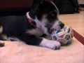 A Puppy has come A Puppy has come