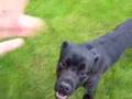 Dog Fun!