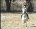 Apache..