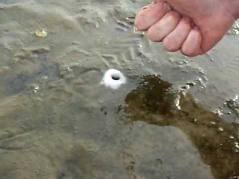 how to collect clams
