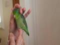 Parrotlet Snuggle