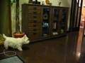 Our Westies playing tag