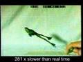 Slow Motion of Frog Jumping (Rhacophorus reinwardtii)