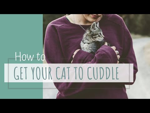 Making Cats more Cuddly, Friendly, and Affectionate - How to get your cat to love you!