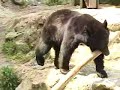 カンフー熊 クラウド君(Kung-fu bear -CLOUD-)