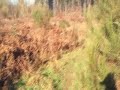 Chasse sanglier sarthe