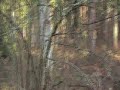 Chasse sanglier sarthe