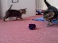 4 and half week old kittens playing 4 and half week old kittens playing