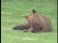 Foxes at play Foxes at play