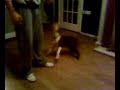 Kai and tug of war 18wks (staffy).