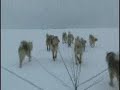 Feet of Green - 160508 - dogsled 1