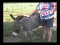 Wild Donkey Trim