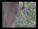 Wild Donkey Trim
