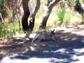 Kangoroo Experience
