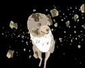 Mrs. Capsule - Dog Training