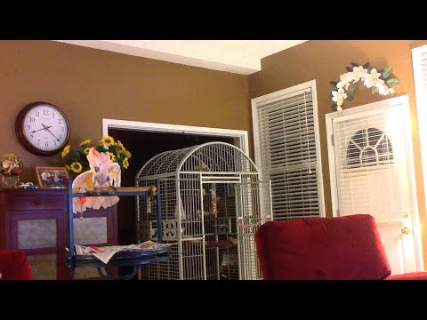 Adopted Parrot Reenacts Divorce Fights From Former Owners