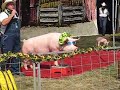Singing Pig