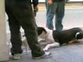Two dogs met each other on the street Two dogs met each other on the street