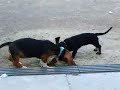 Friedas Hundekampf