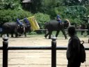 elephant tricks