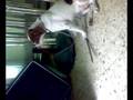 videos de Cuto Pointer Destructor