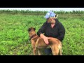 Filou, Malinois sucht ein neues Zuhause