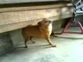 cachorinha dançando ...