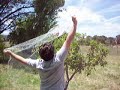 netting fruit trees