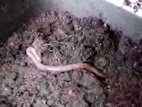 how to fertilize plants in pots